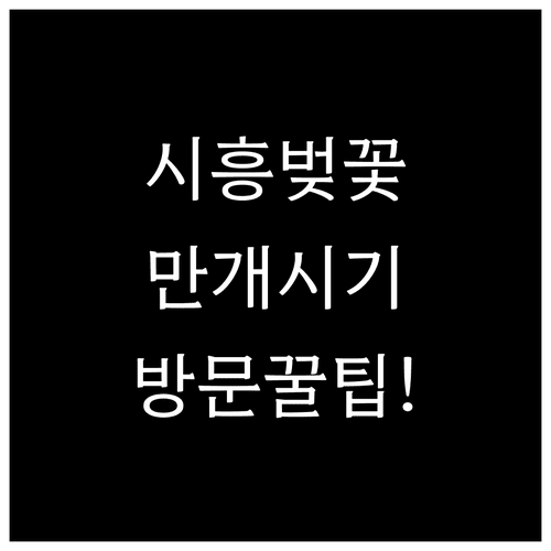 시흥 벚꽃 개화일과 만개 시기 갯골생태공원 물왕호수 방문 팁