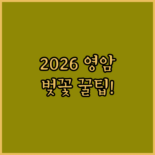 2026 영암 벚꽃 만개 피크 시기 및 축제장 주차장 이용 팁