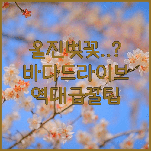 동해 바다와 즐기는 울진 벚꽃 드라이브 코스 및 축제 정보