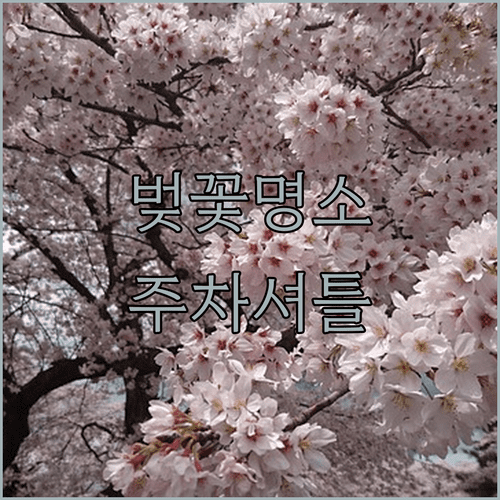 전주 완산구 벚꽃 관람 시 주차 구역 및 셔틀버스 운영 정보